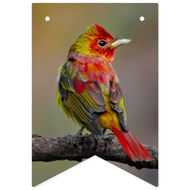 Banderines Moldura de Tanager de escarlata - Fotografía origi (Primera bandera)