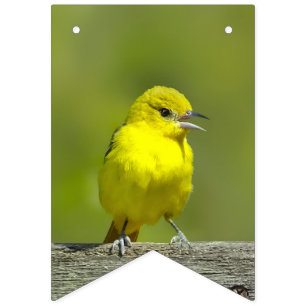 Banderines Orchard Oriole - Foto original