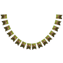 Banderines Ruisy Squirrel