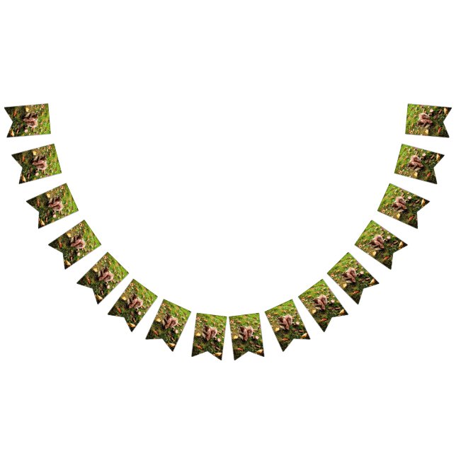 Banderines Ruisy Squirrel (Todo)