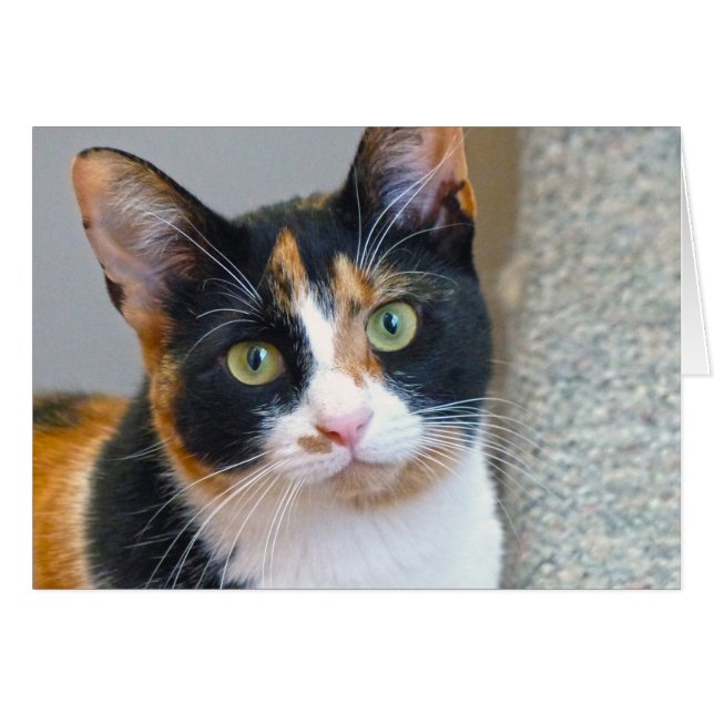 Bandit (Anverso (Horizontal))