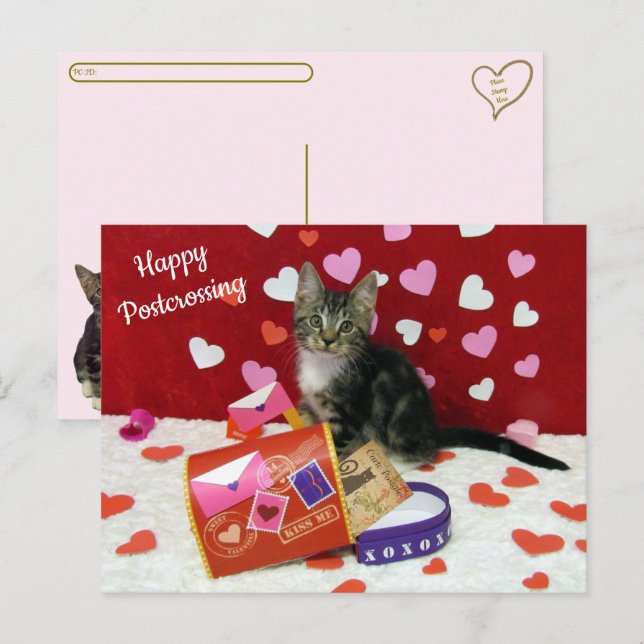 Bandit The Cat's Postcross la postal de San Valent (Anverso / Reverso)