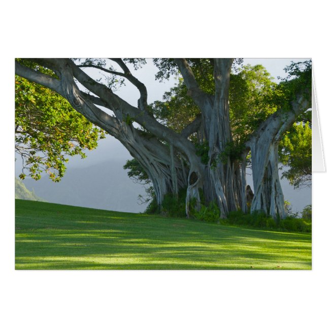 Baniano, valle de Manoa, Honolulu, Hawai'i (Anverso (Horizontal))