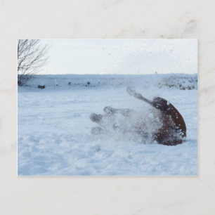 Baño de nieve - postal