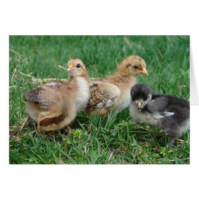Bantam Chicks (Anverso (Horizontal))