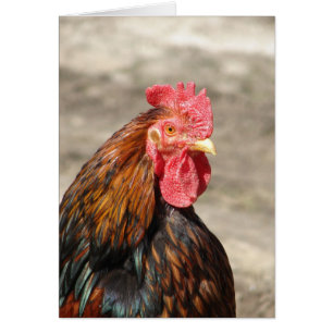 Bantam Cochin Rooster