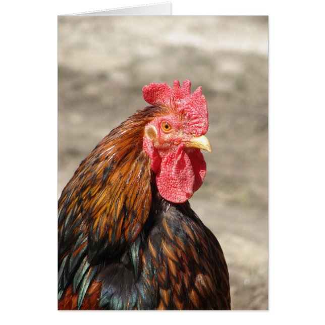 Bantam Cochin Rooster (Frente)