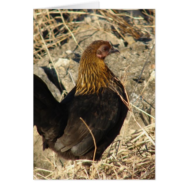 Bantam Pullet (Frente)