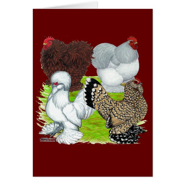 Bantams Feather Legged (Frente)