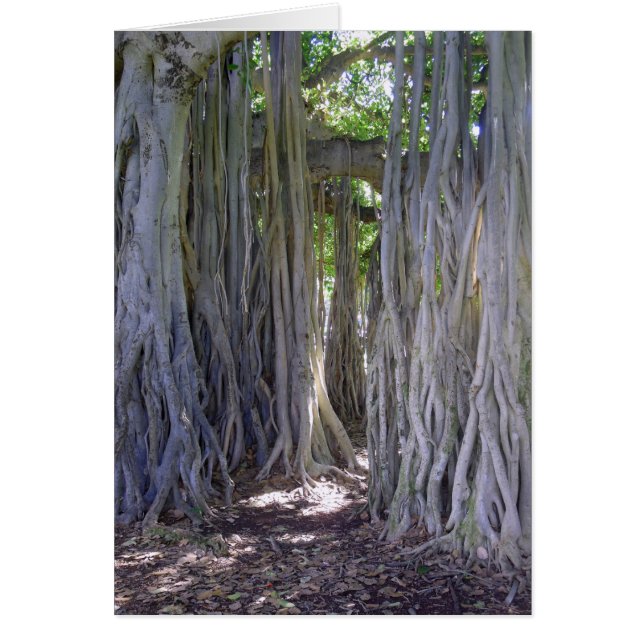 Banyan Tree (Frente)