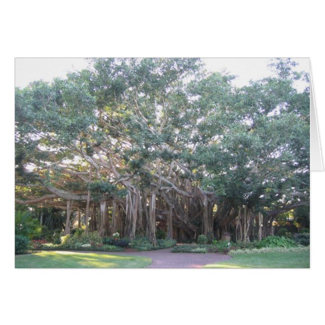 Banyan Tree (Anverso (Horizontal))