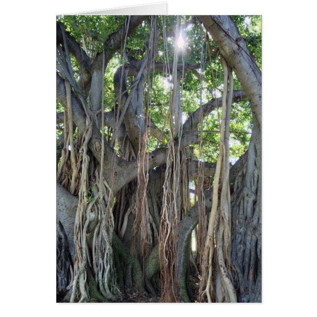 Banyan Tree (Frente)