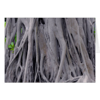 Banyan Tree Trunk