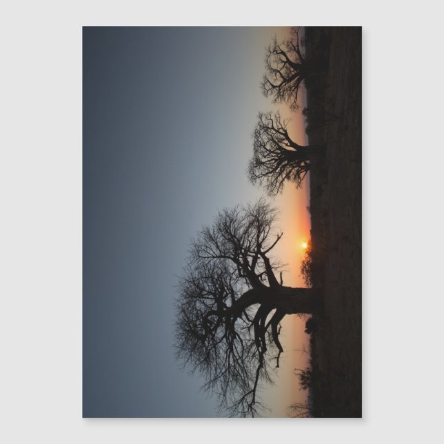 Baobabs sagrados (Anverso)