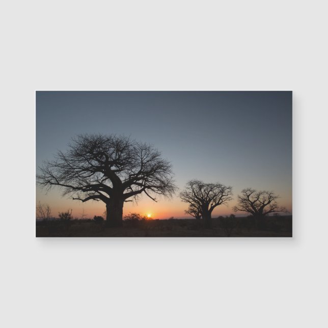 Baobabs sagrados (Anverso)