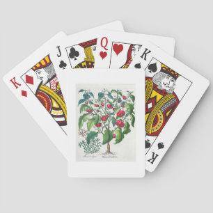 Baraja De Cartas 1.Solanum Pomiferum; 2.Amaracus vulgaris, de