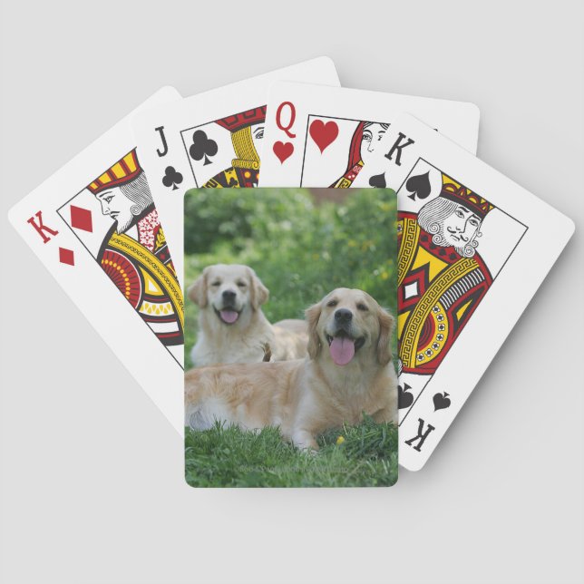 Baraja De Cartas 2 perros perdigueros de oro que ponen en hierba (Reverso)