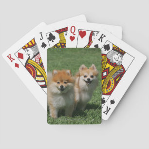 Baraja De Cartas 2 Pomeranians que mira la cámara