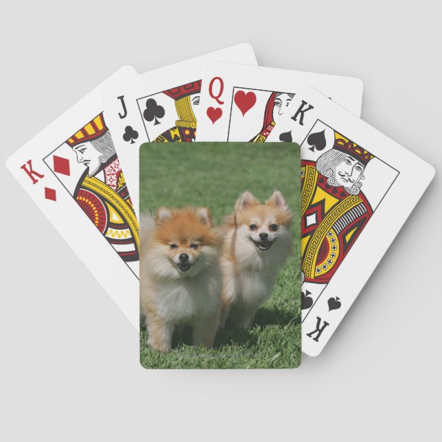Baraja De Cartas 2 Pomeranians que mira la cámara (Reverso)