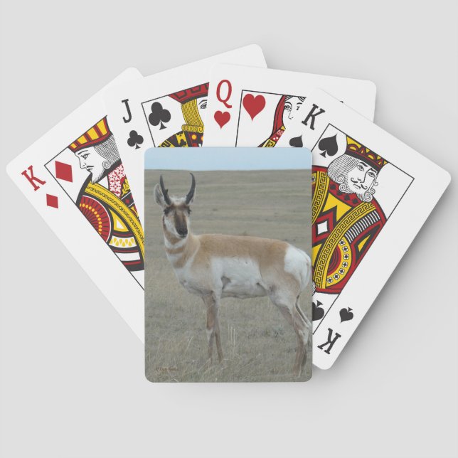 Baraja De Cartas A28 Pronghorn Antelope Young Buck (Reverso)