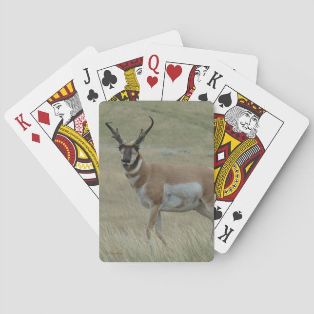 Baraja De Cartas A33 Berrendo Macho Cuernos Torcidos (Reverso)
