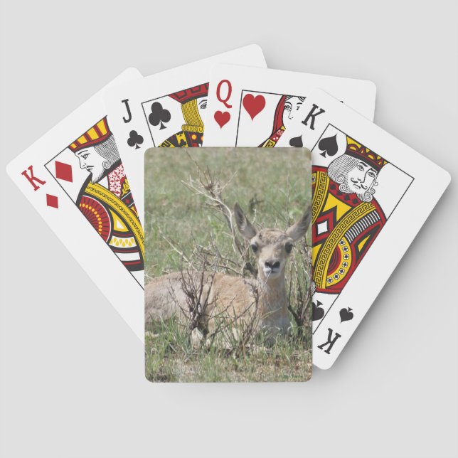 Baraja De Cartas A7 Cría de berrendo (Reverso)