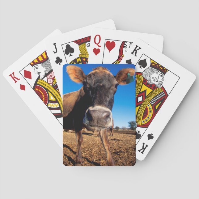 Baraja De Cartas A Jersey cow being inquisitive (Reverso)
