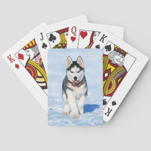 Baraja De Cartas Abundante cachorro Husky corriendo en la nieve