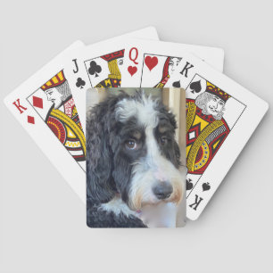 Baraja De Cartas Adorable Bernedoodle