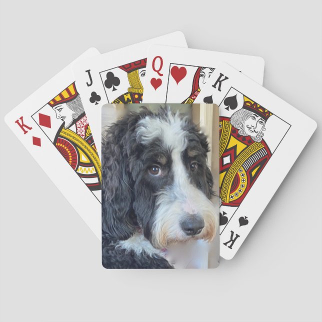 Baraja De Cartas Adorable Bernedoodle (Reverso)