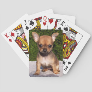 Baraja De Cartas Adorable cachorro chihuahua