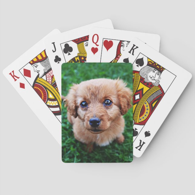 Baraja De Cartas Adorable Puppy on Lawn Photo (Reverso)