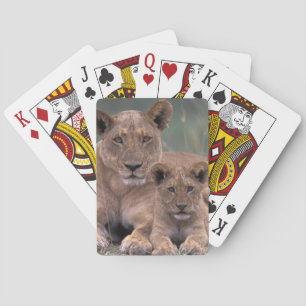 Baraja De Cartas África, Botsuana, Delta del Okavango. Leones