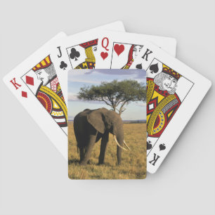 Baraja De Cartas África, Kenia, Maasai Mara. Un elefante en el