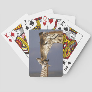 Baraja De Cartas África, Kenia, Masai Mara. Jirafas (Giraffa