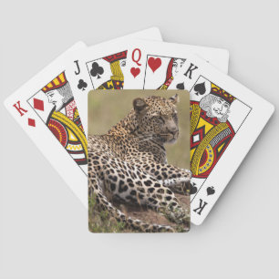 Baraja De Cartas África, Tanzania, Serengeti. Leopardo