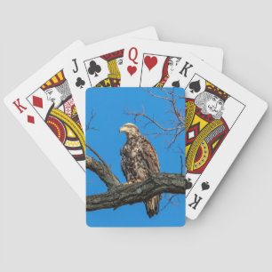 Baraja De Cartas Águila calva inmadura en Peekskill, Nueva York