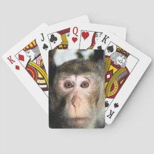 Baraja De Cartas Álamo de selva tropical en peligro
