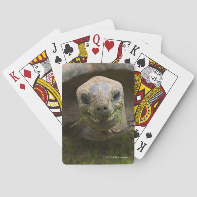 Baraja De Cartas Alimentación de la tortuga de Aldabra (Reverso)