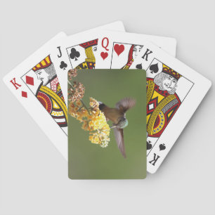Baraja De Cartas Alimentando colibríes en el Buda Honeycomb
