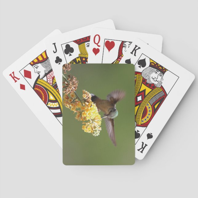 Baraja De Cartas Alimentando colibríes en el Buda Honeycomb (Reverso)