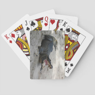 Baraja De Cartas Alligator, Fort Lauderdale, Florida