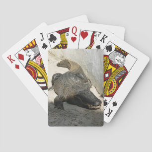Baraja De Cartas Alligator, Fort Lauderdale, Florida