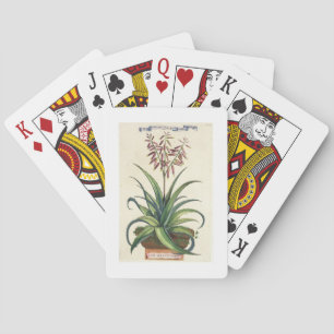 Baraja De Cartas Áloe Vera vulgaris, de "Phytographia Curiosa", p