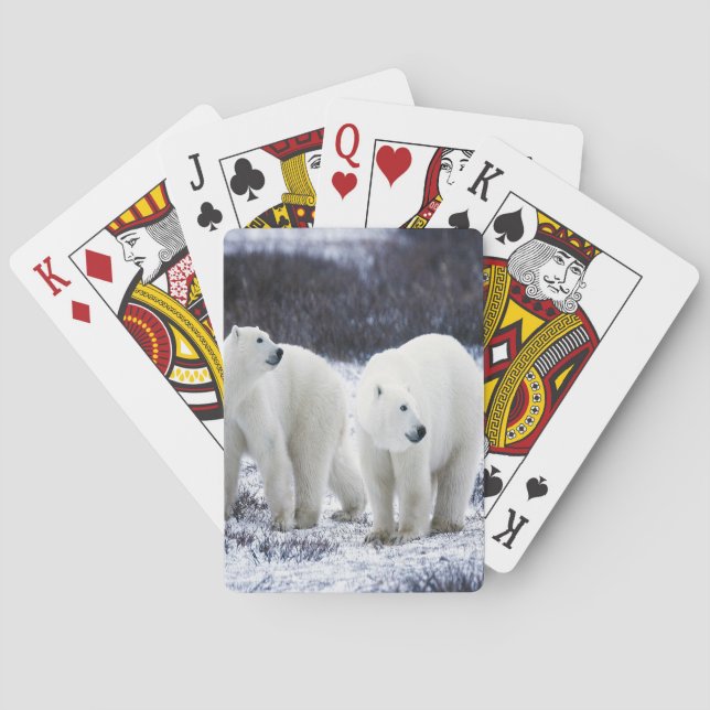 Baraja De Cartas Amor del oso polar (Reverso)