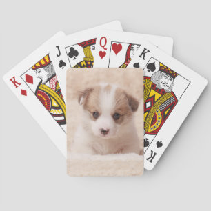 Baraja De Cartas Animales de bebé más afectados   Baby Corgi
