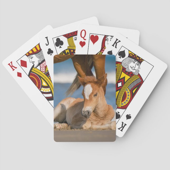 Baraja De Cartas Animales de bebé más afectados | Caballo salvaje C (Reverso)