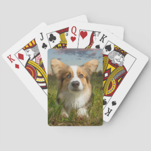 Baraja De Cartas Animales de bebé más afectados   Corgi en el Aveni