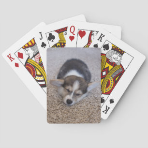 Baraja De Cartas Animales de bebé más afectados   Corgi Puppy en Sh