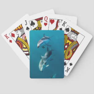 Baraja De Cartas Animales de bebé más afectados   Dolphin Family